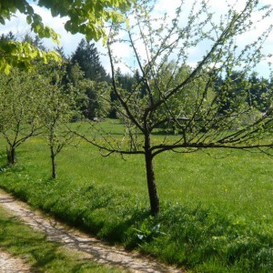 2008_05_waldkirchen_bild_2