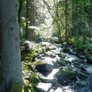 2008_05_waldkirchen_bild_6