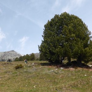 2016_05_Vinschgau_Bild_3.2 2016_05_Vinschgau_Bild_3.2