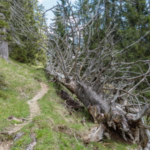 2017_05_Fricken_bild_3 2017_05_Fricken_bild_3