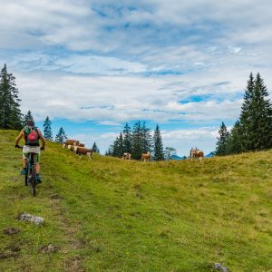 2017_07_reitsteig_bild_1 2017_07_reitsteig_bild_1