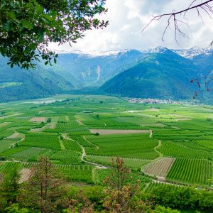 2018_05_bamboo_bild_4_4 2018_05_bamboo_bild_4_4