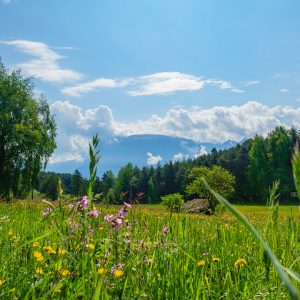 2018_05_bamboo_bild_5_1 2018_05_bamboo_bild_5_1
