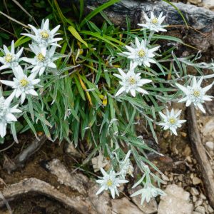 2018_07_ziegelspitz_bild_6 2018_07_ziegelspitz_bild_6