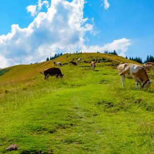 2018_07_zwiesel_bild_3 2018_07_zwiesel_bild_3