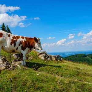 2018_07_zwiesel_bild_4 2018_07_zwiesel_bild_4