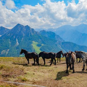 2018_09_fanes_bild_1.1