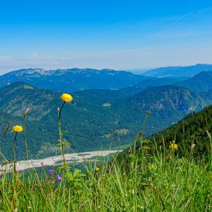 2020_06_grasköpfl_bild_3