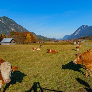 2020_11_alpspix_bild_6 2020_11_alpspix_bild_6