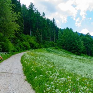 2021_06_welschnofen_bild_3.6 2021_06_welschnofen_bild_3.6