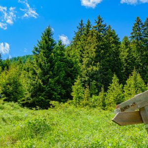 2022_06_rosadira_bild_1.3