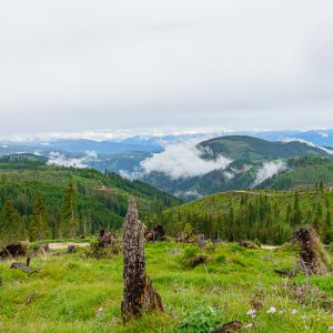 2022_06_rosadira_bild_2.3